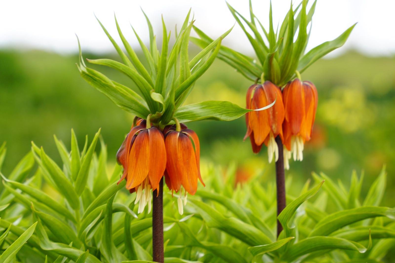 5 yıldır görülmüyordu! Denizli'de "Ağlayan Gelin" görenleri sevince boğdu