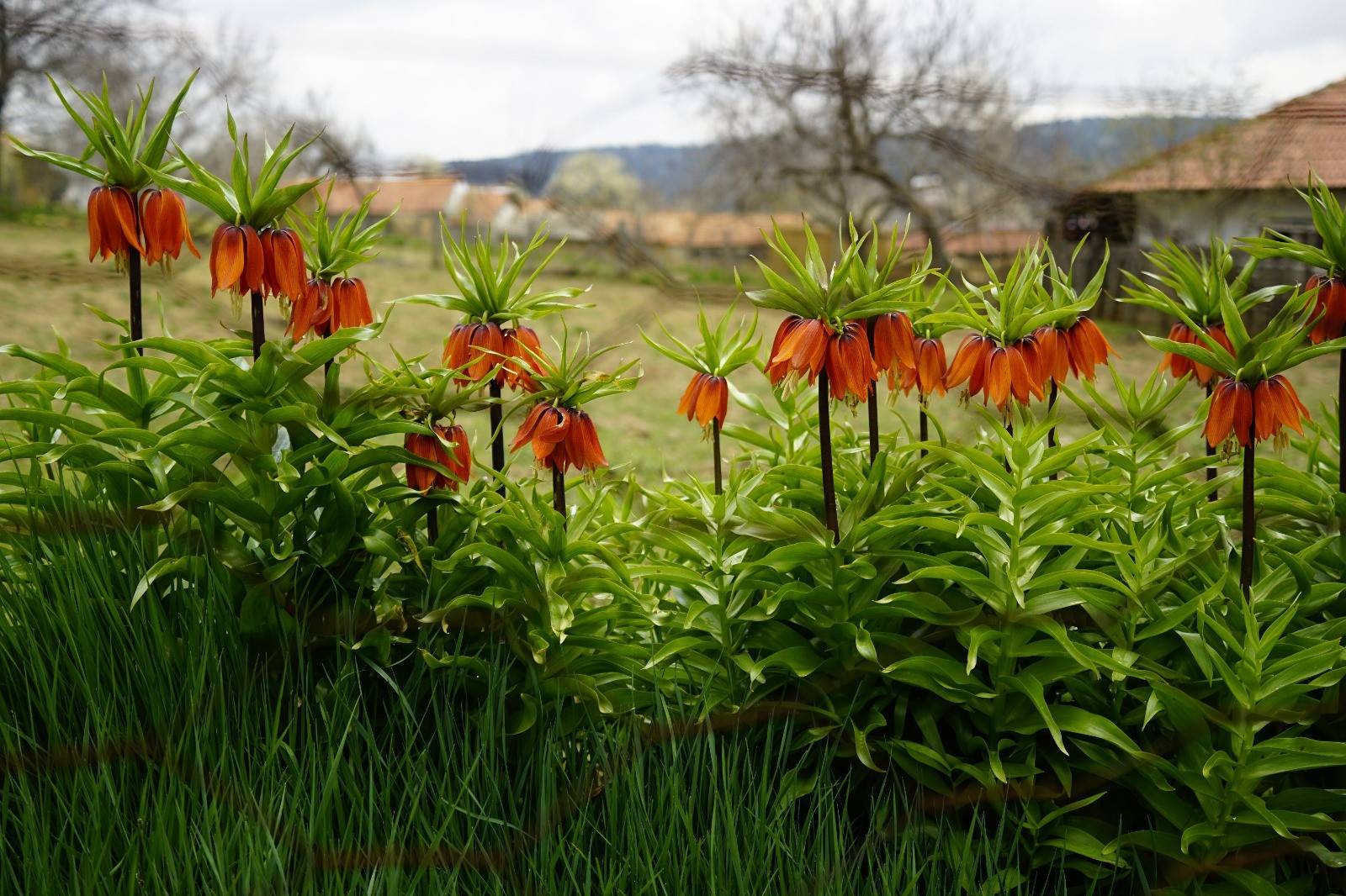 5 yıldır görülmüyordu! Denizli'de "Ağlayan Gelin" görenleri sevince boğdu