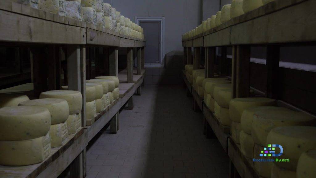 Türkiye’nin zengin mirası canlanıyor: Değerlerin Daveti’nde günün ürünü: Malkara eski kaşar peyniri