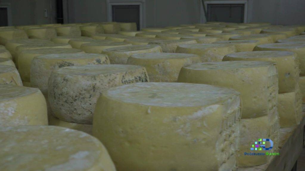 Türkiye’nin zengin mirası canlanıyor: Değerlerin Daveti’nde günün ürünü: Malkara eski kaşar peyniri