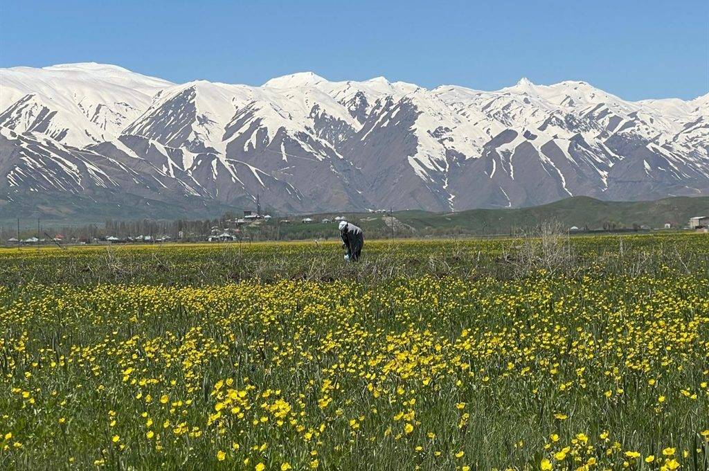 Hakkari'de kartpostallık manzaralar: Cilo Dağları baharın güzelliği ile buluştu