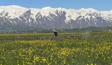 Hakkari'de kartpostallık manzaralar: Cilo Dağları baharın güzelliği ile buluştu