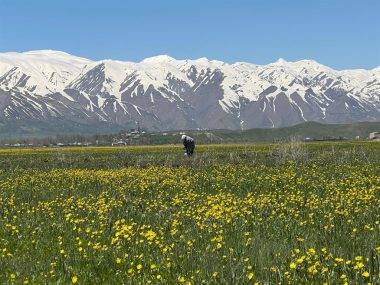 Hakkari'de kartpostallık manzaralar: Cilo Dağları baharın güzelliği ile buluştu