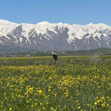 Hakkari'de kartpostallık manzaralar: Cilo Dağları baharın güzelliği ile buluştu