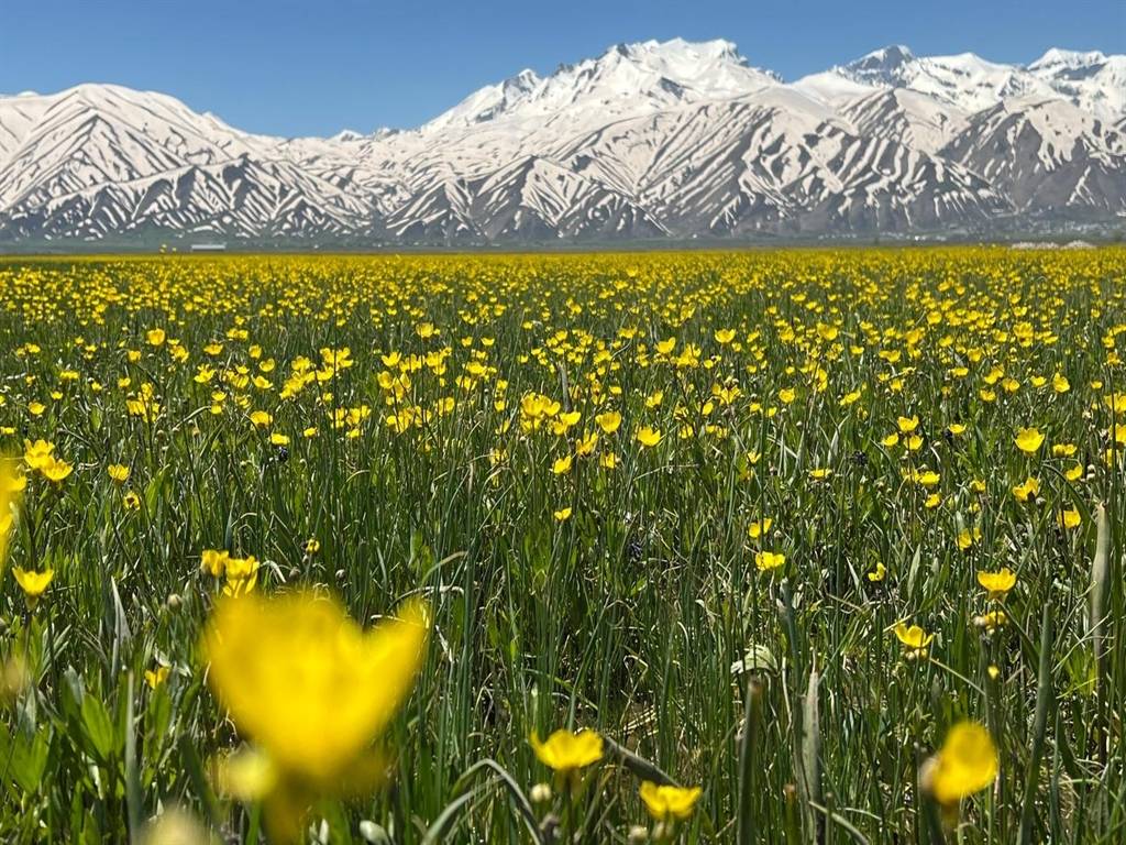 Hakkari'de kartpostallık manzaralar: Cilo Dağları baharın güzelliği ile buluştu