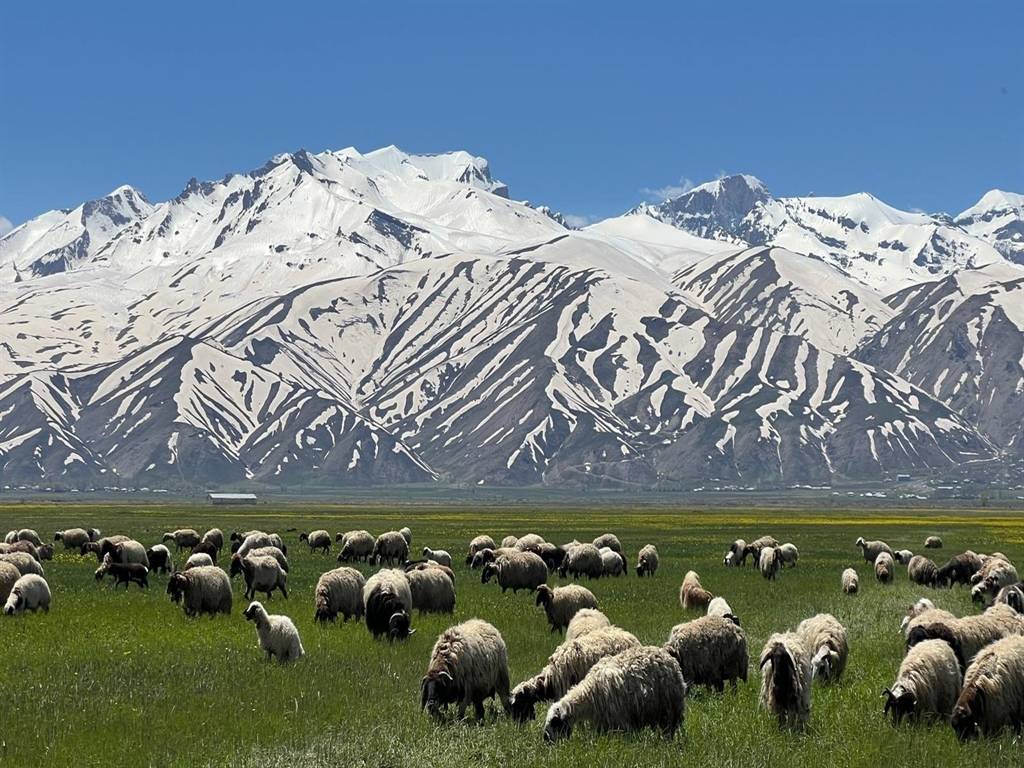 Hakkari'de kartpostallık manzaralar: Cilo Dağları baharın güzelliği ile buluştu