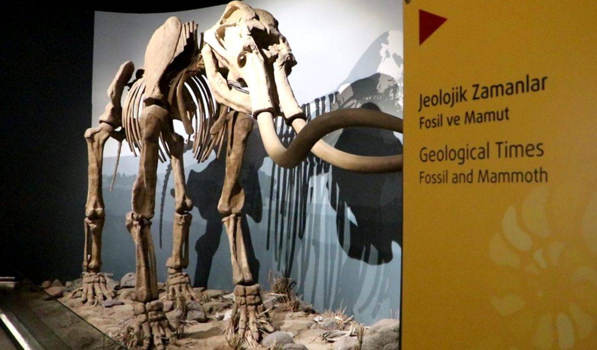500 bin yıllık mamut fosiline de ev sahipliği yapan Erzurum Müzesi'ne yoğun ilgi