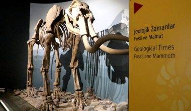 500 bin yıllık mamut fosiline de ev sahipliği yapan Erzurum Müzesi'ne yoğun ilgi