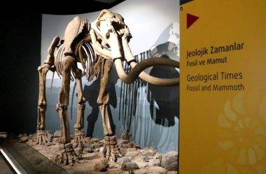 500 bin yıllık mamut fosiline de ev sahipliği yapan Erzurum Müzesi'ne yoğun ilgi
