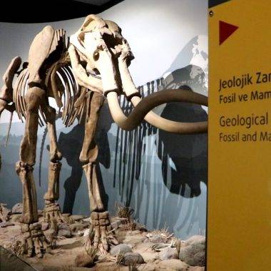 500 bin yıllık mamut fosiline de ev sahipliği yapan Erzurum Müzesi'ne yoğun ilgi