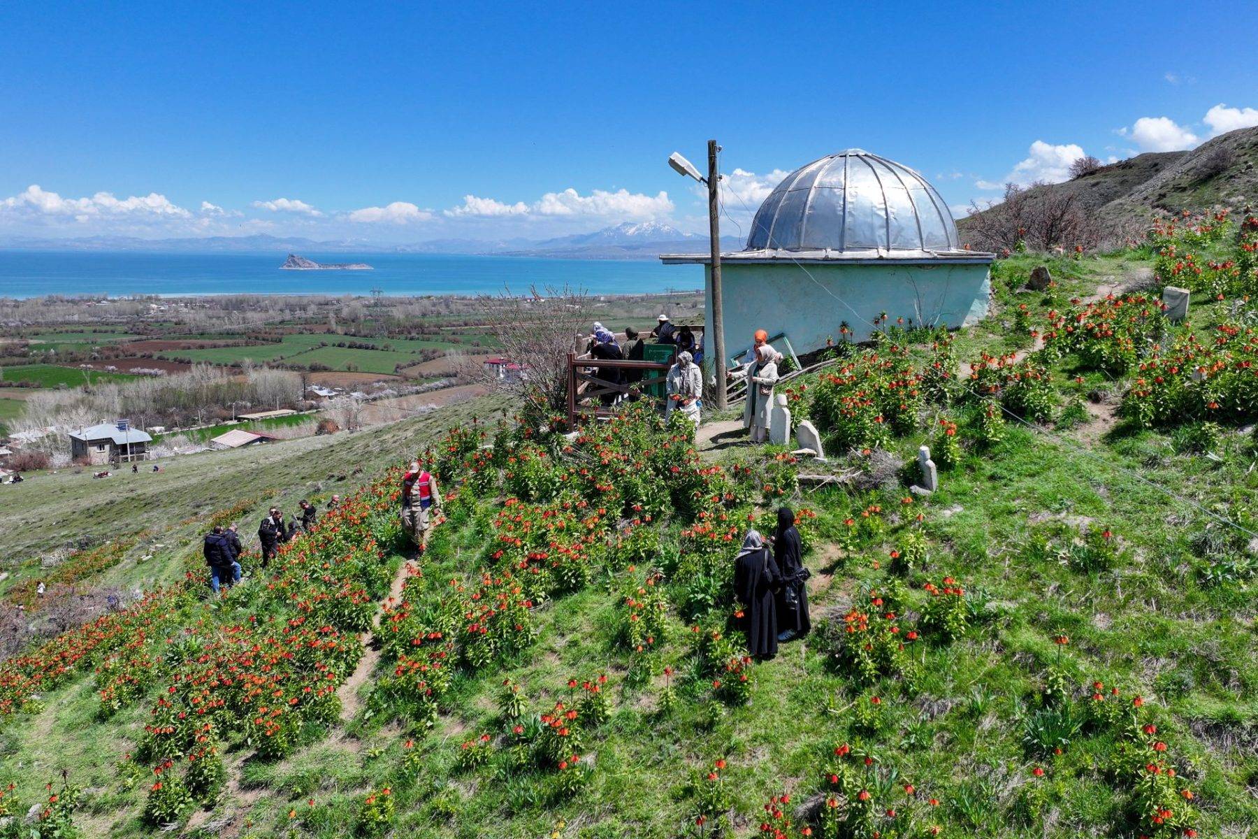 Mezarlığa akın ettiler! Van'da görenleri mest eden ters laleler ilgi topladı