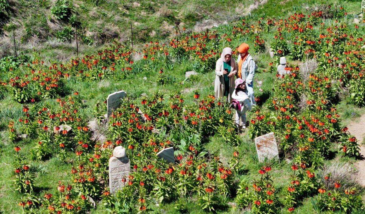 Mezarlığa akın ettiler! Van'da görenleri mest eden ters laleler ilgi topladı