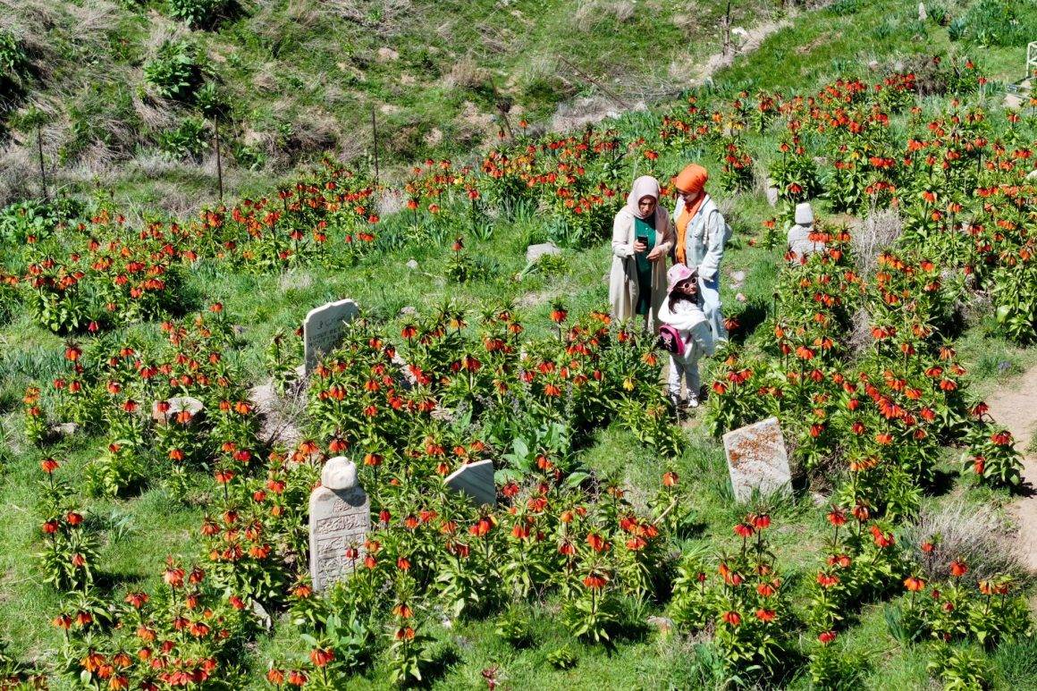 Mezarlığa akın ettiler! Van'da görenleri mest eden ters laleler ilgi topladı