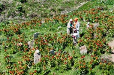 Mezarlığa akın ettiler! Van'da görenleri mest eden ters laleler ilgi topladı