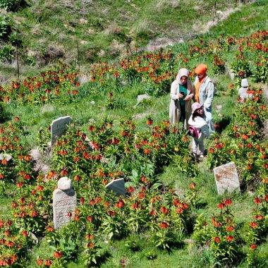 Mezarlığa akın ettiler! Van'da görenleri mest eden ters laleler ilgi topladı