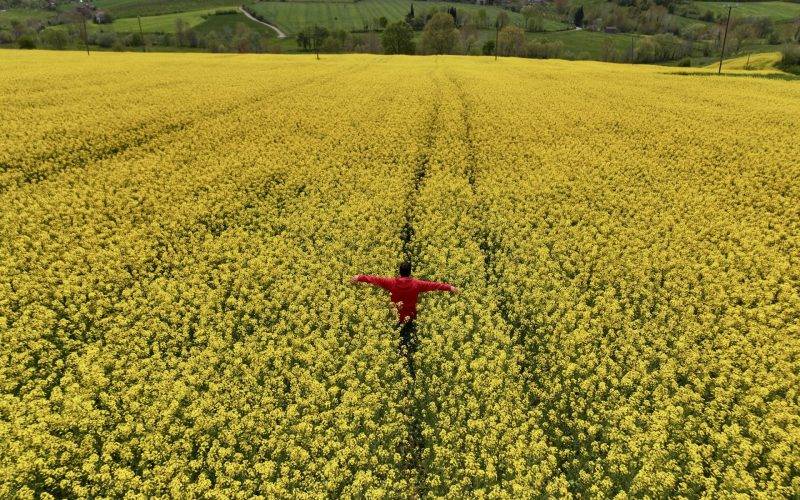 Sarı ve yeşilin eşsiz birleşimi: Samsun'da görsel şölen