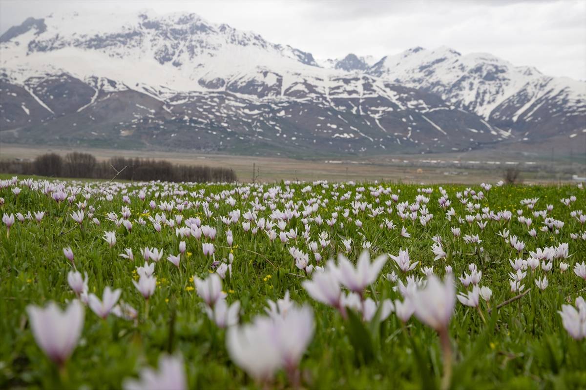 Fotoğrafçılar peşinde olduğu manzaralar: Tunceli'den ilkbahar kareleri