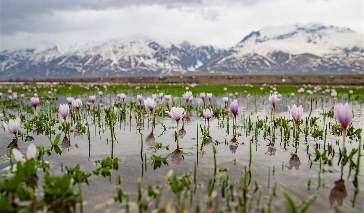Fotoğrafçılar peşinde olduğu manzaralar: Tunceli'den ilkbahar kareleri