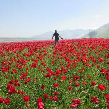 Gaziantep'in uçsuz bucaksız ovaları kırmızı gelincikler ile süslendi