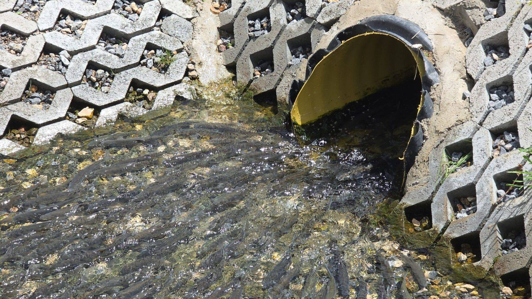 Van Gölü'nün özel balıkları tarihi caminin önünde görüldü