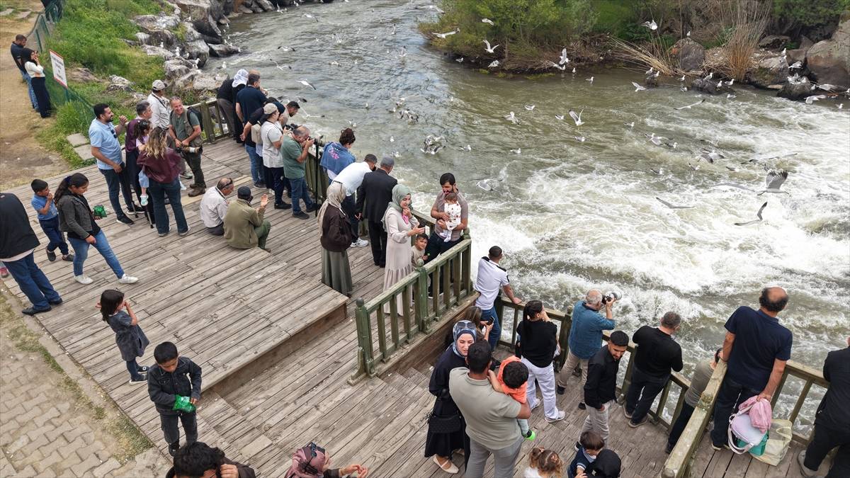 Van'da martıların inci kefali avı heyecanı: Kuş gözlemcileri şehre akın etti