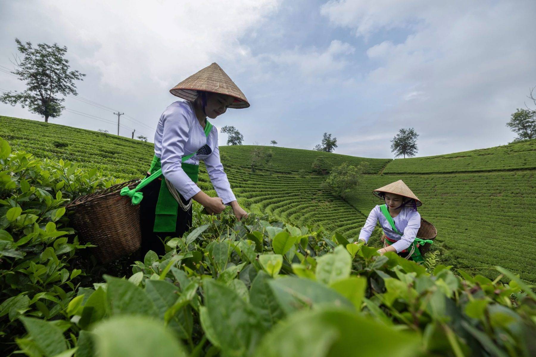 Vietnam'ın sisler içerisindeki Long Coc çay tepeleri ilgi görüyor