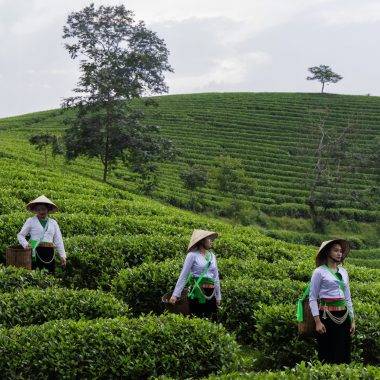 Vietnam'ın sisler içerisindeki Long Coc çay tepeleri ilgi görüyor
