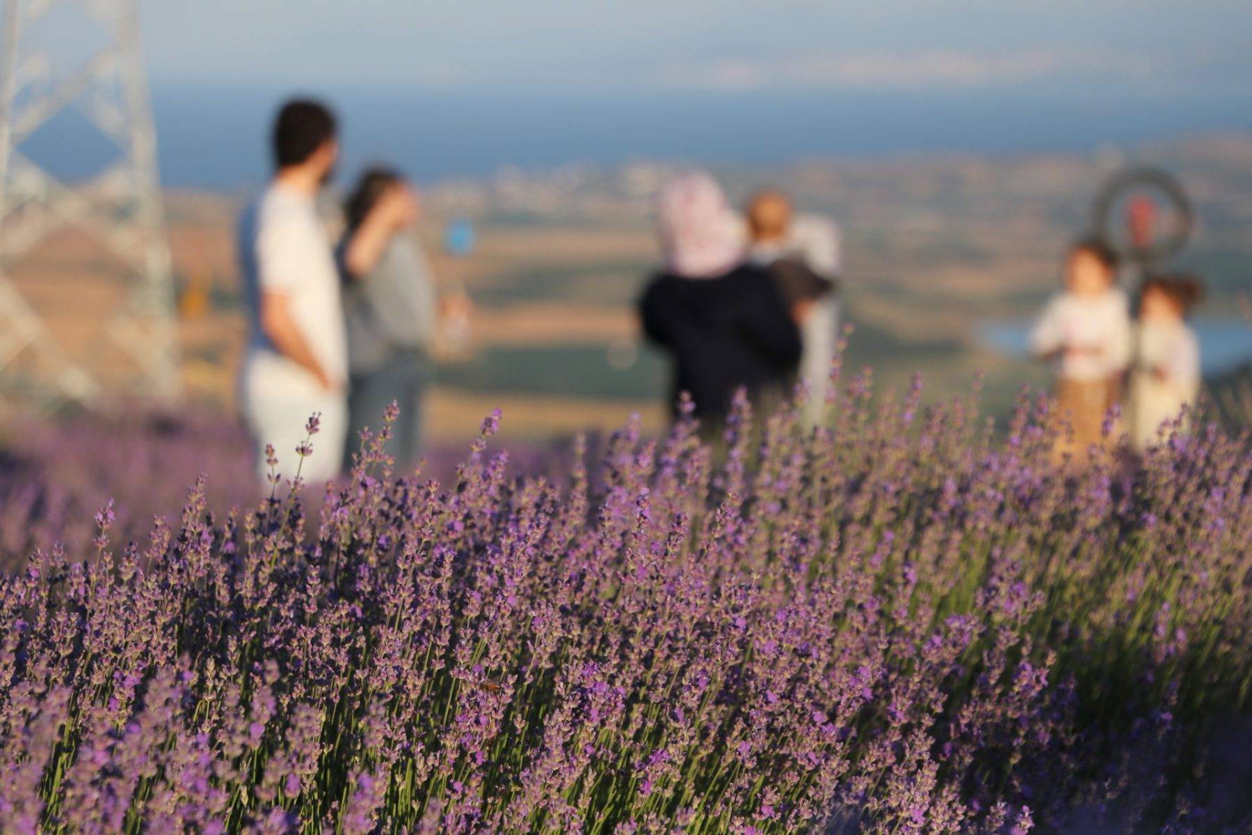 Fotoğraf çekmeye doyamadılar! Tekirdağ'ın lavanta bahçeleri ziyaretçileri mest etti