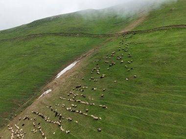Gümüşhane'nin Taşköprü Yaylası kültürel zenginliği ve doğası ile ilgi odağı oldu