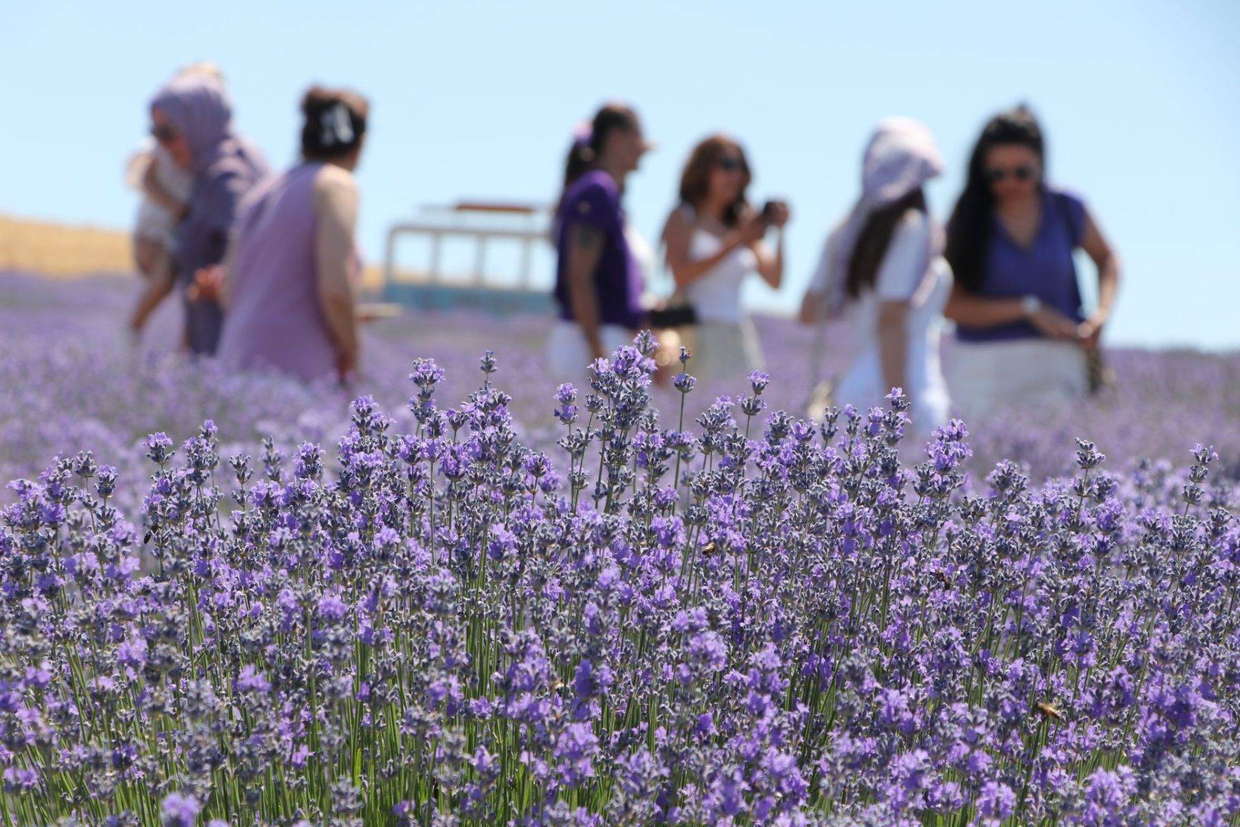 Fotoğraf çektirmek için yurt dışından geliyorlar! Tekirdağ'da lavanta tarlası hareketliliği