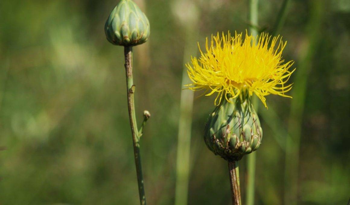 Aydın'da Tülüşah heyecanı! Zarar verene dudak uçuklatan ceza