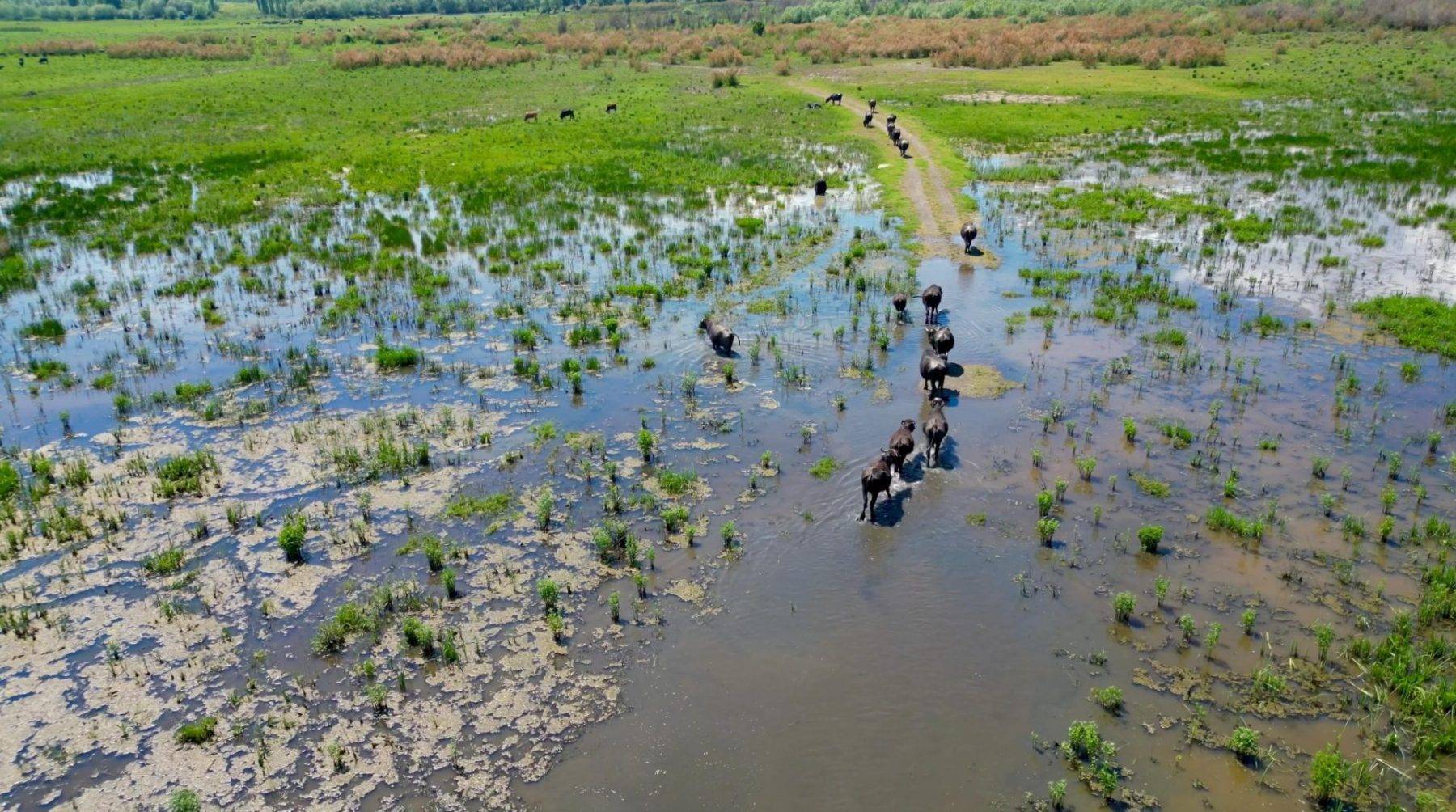 Serengeti değil Afyon! Eber Gölü'nde belgeselleri aratmayan görüntüler