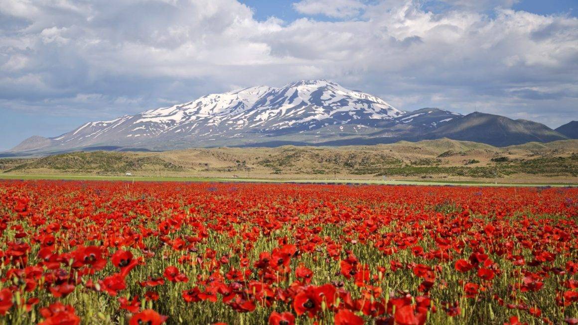 Gülistan Ovası kırmızı örtüyle kaplandı, Süphan Dağı manzarasıyla mest etti