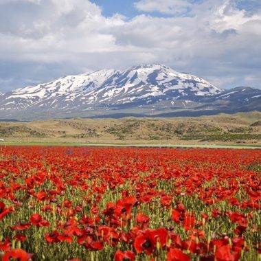 Gülistan Ovası kırmızı örtüyle kaplandı, Süphan Dağı manzarasıyla mest etti