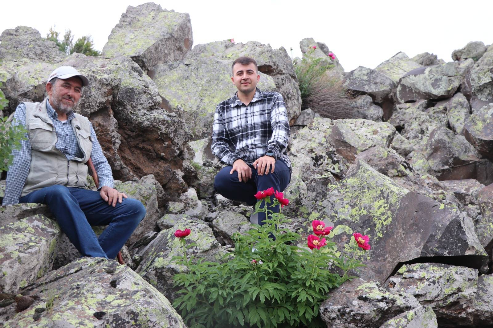 Kayaların arasındaki hazine! Erciyes Dağı eteklerinde ayı gülü heyecanı