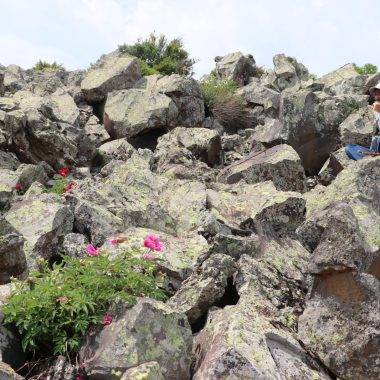 Kayaların arasındaki hazine! Erciyes Dağı eteklerinde ayı gülü heyecanı