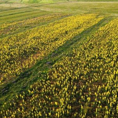 İbn-i Sina şifa diye bahsetmişti: Sığır kuyruğu Kars'ta ovaları kapladı