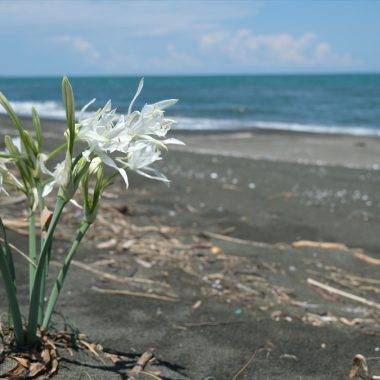 Dokunan yanıyor! Karadeniz sahillerini süsleyen çiçeği koparmanın cezası dudak uçuklatıyor