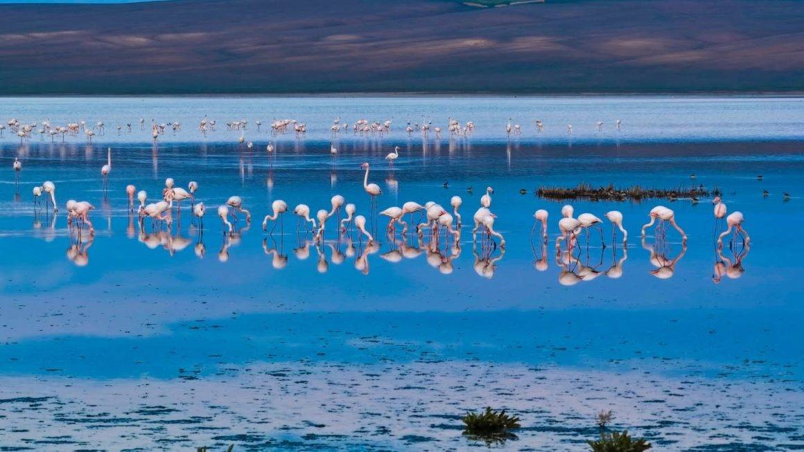 Allı turnaların eşsiz dansı mest etti: Düden Gölü flamingolar ile şenlendi
