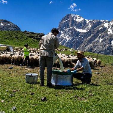 Erzincan'ın ünlü lezzeti için zorlu mesai: Munzur Dağları yaylalarında eşsiz anlar