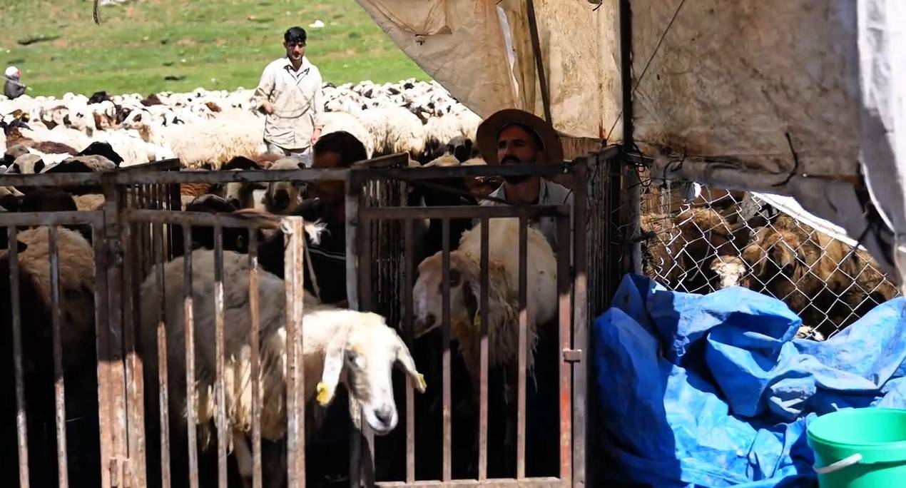 Erzincan'ın ünlü lezzeti için zorlu mesai: Munzur Dağları yaylalarında eşsiz anlar