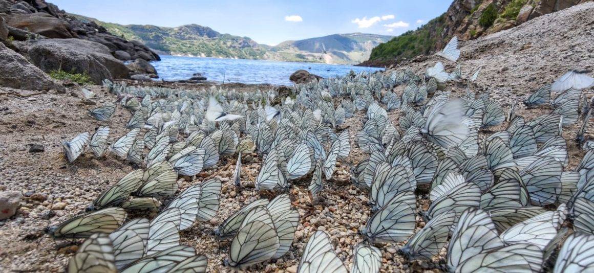 Yer: Bitlis! Şaşırtan doğa olayında yüzlerce kelebek bir araya geldi