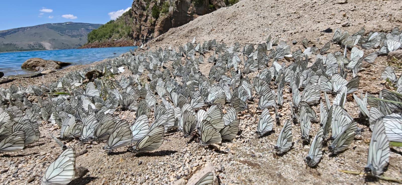Yer: Bitlis! Şaşırtan doğa olayında yüzlerce kelebek bir araya geldi