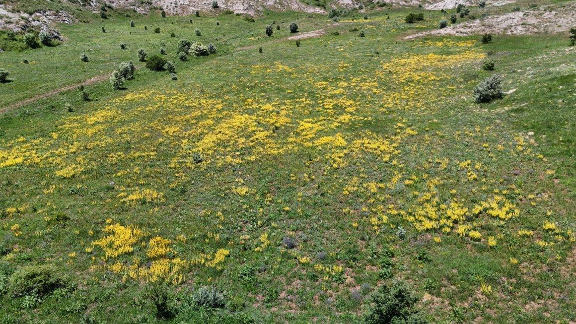 Doğada süs, şehirde şifa! Sivas'ta şifalı bitki ovaları şenlendirdi