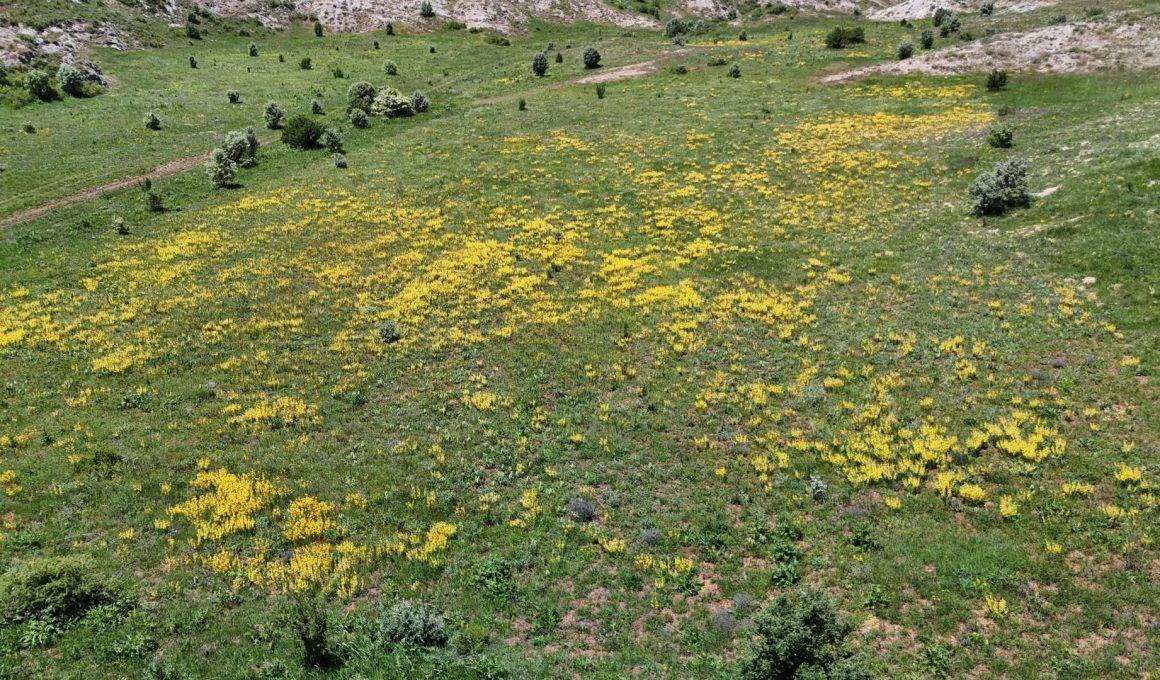 Doğada süs, şehirde şifa! Sivas'ta şifalı bitki ovaları şenlendirdi
