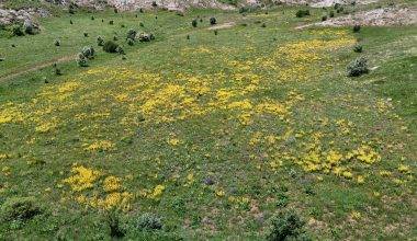 Doğada süs, şehirde şifa! Sivas'ta şifalı bitki ovaları şenlendirdi