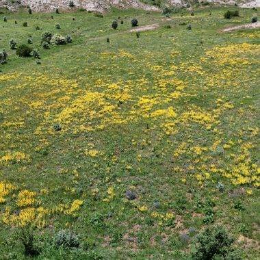 Doğada süs, şehirde şifa! Sivas'ta şifalı bitki ovaları şenlendirdi
