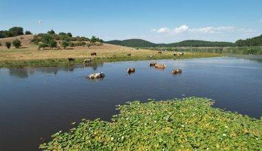 Kuruma noktasına gelmişti: Süleymanlı Yayla Gölü son haliyle göz doldurdu