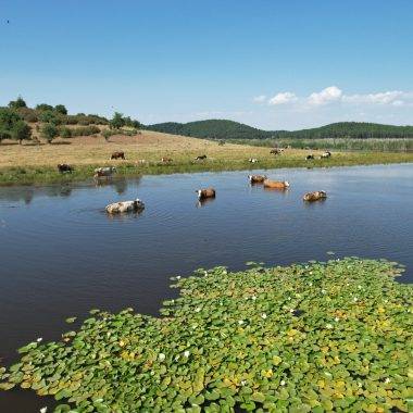 Kuruma noktasına gelmişti: Süleymanlı Yayla Gölü son haliyle göz doldurdu
