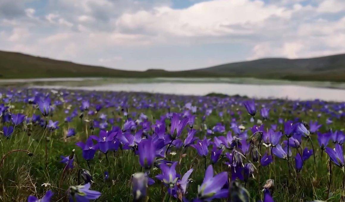 Erzurum'un Mescit Dağı, yeşiliyle doğa tutkunlarını cezbediyor